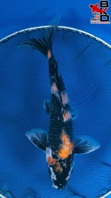 Estanque de jardín de peces koi vivos 11" SHOWA 11/4 Foto 1 de 4