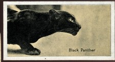 Tobacco Card, Carreras, KODAK AT THE ZOO, 2nd Series, 1925, Black Panther, #17