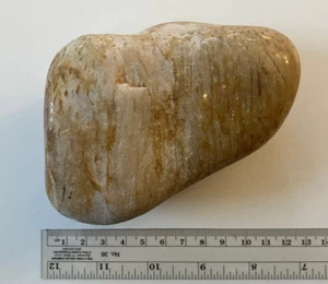 Polished Petrified Palmwood 619g - Picture 1 of 3