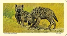 RED ROSE TEA CARD, SERIES: ANIMALS AND THEIR YOUNG, SPOTTED HYENA