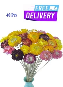 40 Pcs Natural Dried Daisies, Dried Daisy Flowers Bouquet with Stem for - Picture 1 of 6