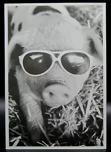 Snoutabout Photo Postcard Black White Pig Humor Cute Piglet Sunglasses Farm Barn - Picture 1 of 3