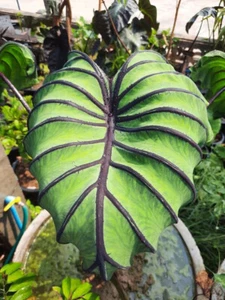Colocasia Máscara de Faraón Especie Esculenta Nuevo HB Oreja de Elefante Gratis Phyto Cert. - Imagen 1 de 11