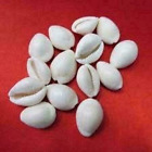 White Natural Maha Laxmi Kodi Shells/Kauri/Kaudi/Cowrie - Set Of 21 Pieces