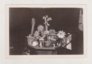 Dark Room with Old Ottoman Table Illuminated Covered in Cacti Unusual Abstract - Picture 1 of 7