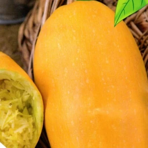Spaghetti-Kürbis Speisekürbis Kürbissamen haltbar bis 12.2023 8 Samen Nr.145 - Bild 1 von 1