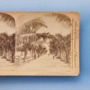 Vera Cruz Stereoview um 1900 Echtfoto Mexiko Die Allee der Palmen - Bild 1 von 3