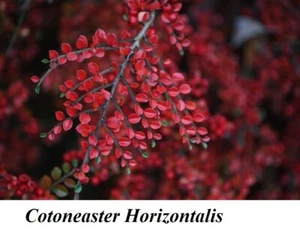 Cotoneaster Horizontalis Shrub Berrie GROUND Cover Seed Rockspray Quinceberry - Picture 1 of 4