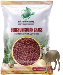 Sorgum Sudan Grass Seebs | Red Sudan Grass Seebs For Animal Fodder 100 Gram## - Picture 1 of 3