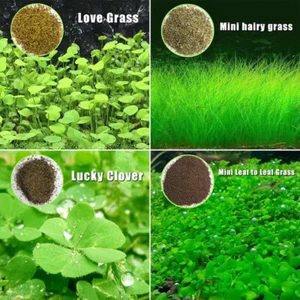 Plant Seed Aquarium Wasser Gras Foreground Pflanze Garten Dekor * ⊿ - Bild 1 von 22