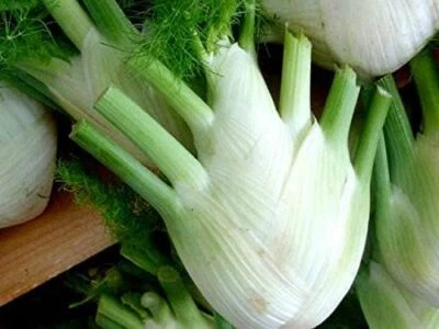 Fennel Seeds, Florence Fennel Seeds, "COOL BEANS N SPROUTS" Brand. Home Gardenin