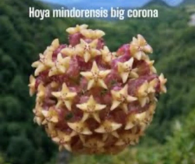 E1383 Rare Hoya Mindorensis Big Corona Rooted  💕 - Image 1 of 3