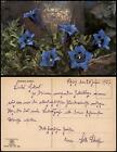 Botanik :: Blumen Gentiana acaulis (Photochromie Serien-AK) 1927