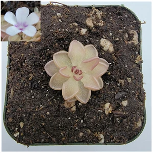 Pinguicula rotundiflora x gracilis - Carnivorous Plant - Butterworts - Picture 1 of 1