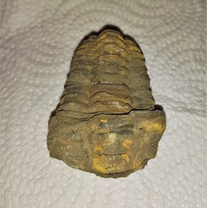 Oferta especial fósil trilobites trilobites calimeno Marruecos fósil flexicalymeno J - Imagen 1 de 1