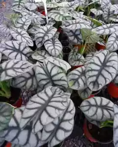 Silver Dragon Alocasia baginda SMALL Well Rooted STARTER Plant - Picture 1 of 6