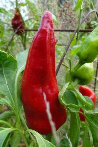Aji Mirasol Colorado - Picture 1 of 2