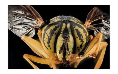 SPILOMYIA LONGICORNIS, Flower Fly, MACRO Photo Print (Borderless) Poster 19x12" - Image 1 of 2