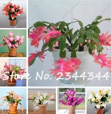 Zygocactus Truncatus Schlumbergera Seeds Cactus