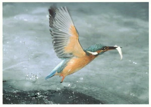 Postal: Manfred Delpho - Pájaro de hielo emergiendo del agujero de hielo - Imagen 1 de 1