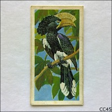 Brooke Bond Tea Card Tropical Birds 1961 #2 Crested Hornbill (CC45)