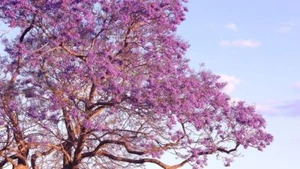 blaue Jacaranda Pflanze Mimosifolia - Bild 1 von 4