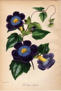 Paxton 1841 Antique hand-colored botanical print: Golden Eyed Thumbergia, flower - Picture 1 of 2