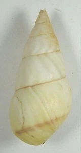 LIGUUS FLAMMELLUS BERMUDEZEI 45,83 mm SUPER AUSWAHL SELTENES PROBEN Viñales, Kuba - Bild 1 von 4