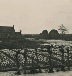 Pays Bas Haarlem Plantation de Tulipe ancienne photo stereo NPG 1900 #1 - Imagen 1 de 3