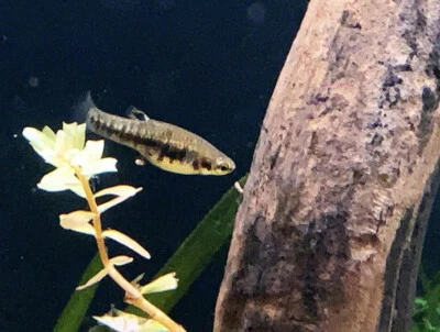 Least Killifish (Heterandria formosa) 1M/2F TRIO +1 FREE- Live Fish (Livebearer) - Image 1 of 2