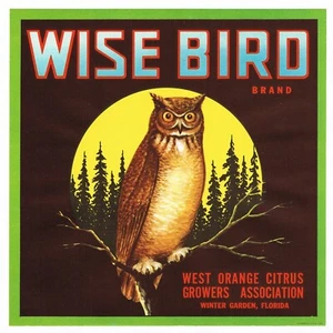 ORIGINAL WEISE VOGEL EULE VINTAGE FLORIDA KISTE ETIKETT WINTERGARTEN UM 1930 ZITRUS - Bild 1 von 1