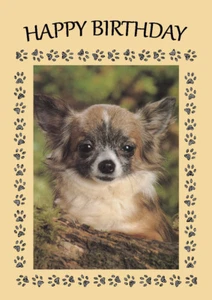 CHIHUAHUA LONG COATED DOG BIRTHDAY GREETINGS NOTE CARD - Picture 1 of 1