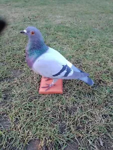 Beautiful taxidermy ornamental pigeon!! - Picture 1 of 4