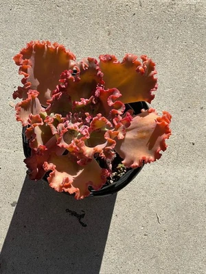 Echeveria hybrid. Kristopher John Cactus Succulent 1 gallon size - Image 1 of 2