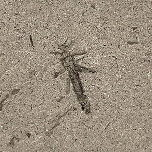 Exquisite Insektenfossilien aus der Jura Daohugou Zeit - Bild 1 von 4