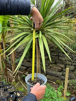 Paulownia Tormentosa Foxglove tree, Empress tree approximately 30cm. - Image 1 of 3
