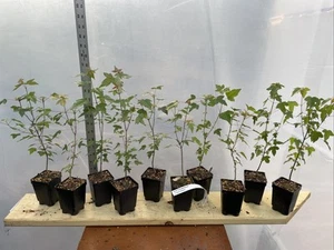 10 Trident Maple Seedlings - Picture 1 of 5