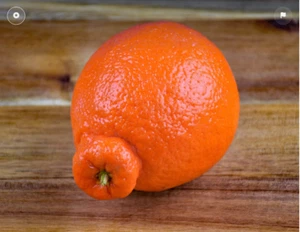 5 X TANGELO SEEDS-FRUIT TREE-CITRUS-FRUIT TREE GARDEN-FOOD PLANT - Picture 1 of 6