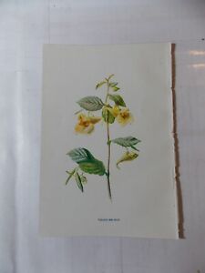 Assiette de livre antique imprimés botaniques par Hume c1898 fleurs sauvages touchez-moi - pas