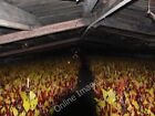 Photo 6x4 Rhubarb forcing shed at Carlton Rothwell/SE3428 The yellow lea c2011