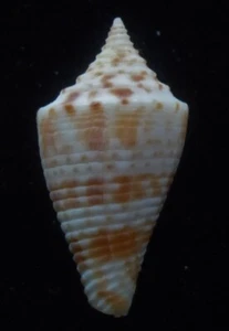 Seashell Conus wakayamaensis nereis 22 mm gema/F++ - Imagen 1 de 3