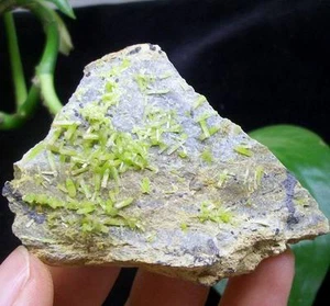 62mm Encantador Piromorfita Verde Racimo Mineral Espécimen China 1743 - Imagen 1 de 5