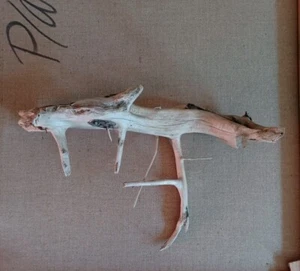 Treibholz WURZEL SKULPTUR Schwemm Holz Dekoration Design Basteln Deko Material  - Bild 1 von 11