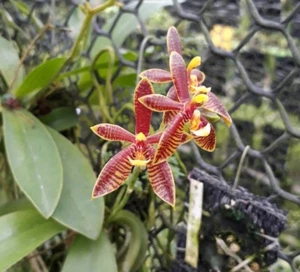 Phalaenopsis Mannii Orchidee Pflanze Miniaturarten Blütegröße CITES PHYTO - Bild 1 von 1