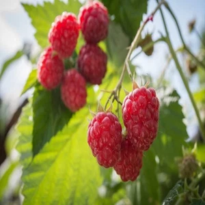 2 - BOYNE Live Red Raspberry Plants - 1-2 yr Old - SHIPPING NOW - Picture 1 of 3