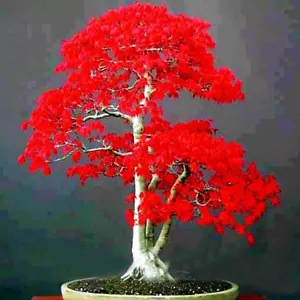 30 Seeds Japanese Red Maple Acer Tree Bonsai Rare plant for home garden - Picture 1 of 9