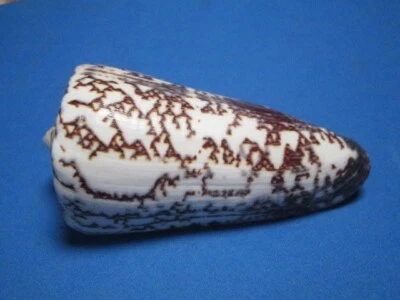 Conus thalassiarchus depriesteri (Wils, 1972) "GIANT!" (88.8mm) - Image 1 of 4