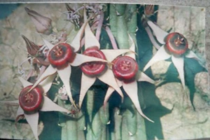 #764 - Huernia Procumbens - Picture 1 of 4