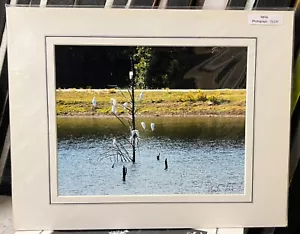 Matted photograph signed  11 x 14  inch white birds Texas lake - Picture 1 of 2