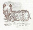 Skye Terrier - CUSTOM MATTED - 1954 Vintage Dog Art Print - Megargee